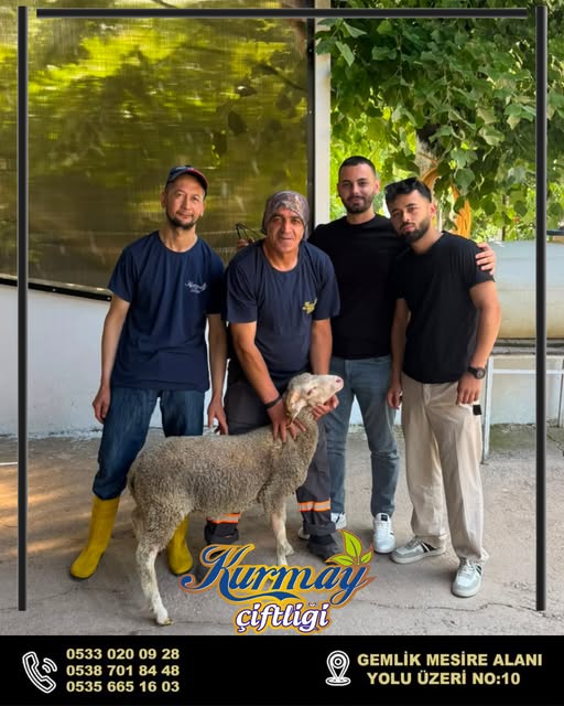 Küçükbaşlarımızdan
